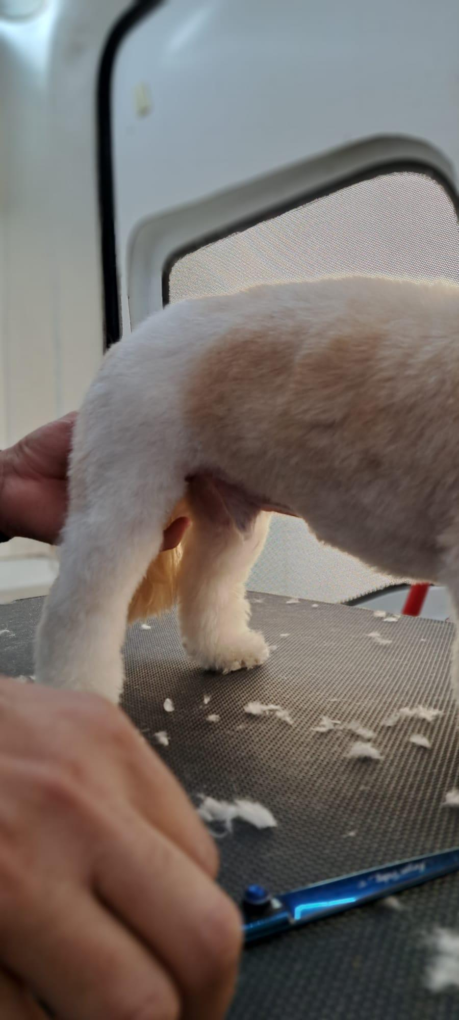 Lucky Dog banhos e tosquias de cães ao domicílio