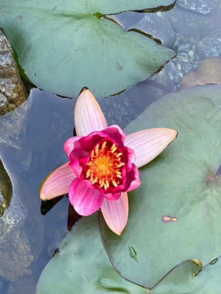 Seerose, Foto von Martin Deuflhart