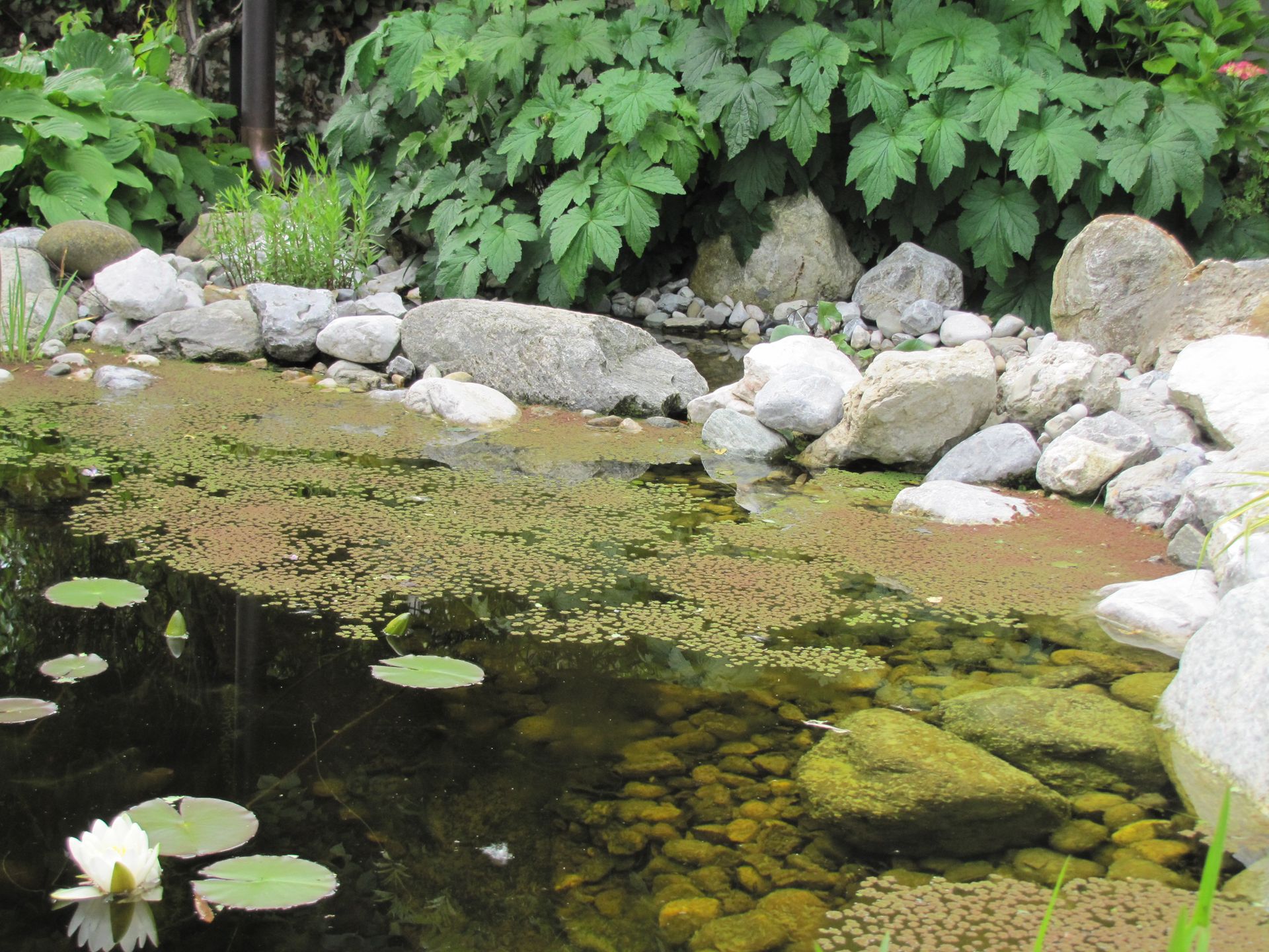 Teich in einem Garten, Foto von Martin Deuflhart