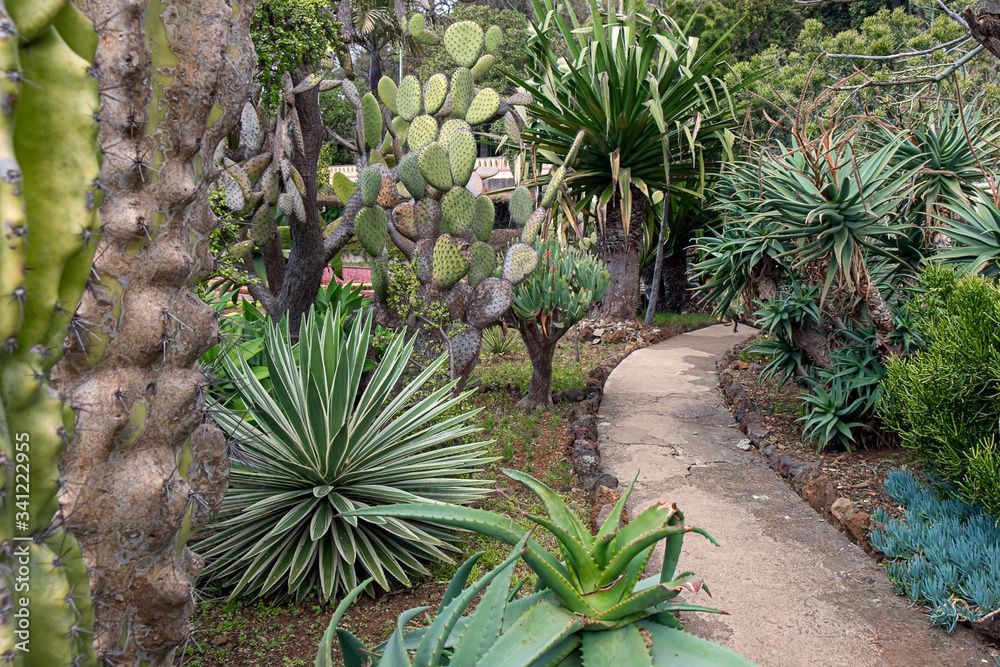 Un sentiero sterrato si snoda attraverso un giardino desertico ricco di cactus, piante succulente e piante spinose tipiche del deserto.