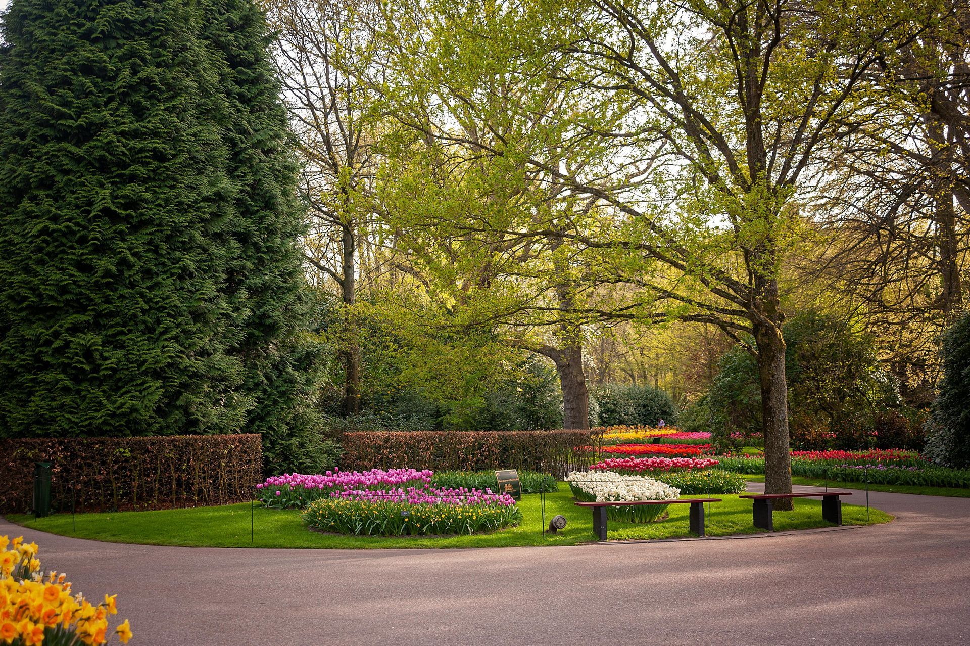 Un sentiero del parco serpeggia costeggiando un prato delimitato da siepi, con aiuole di tulipani viola, bianchi e gialli sotto alberi di un verde brillante.