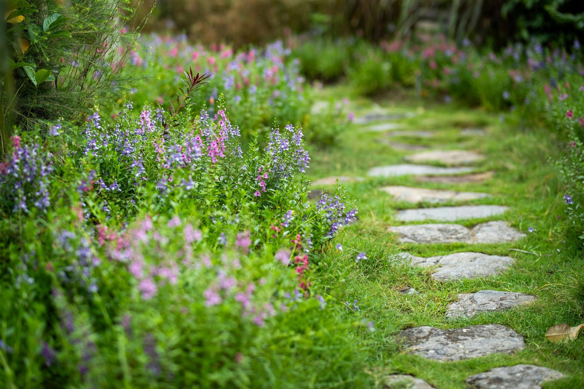 Un sentiero lastricato di pietre si snoda attraverso un rigoglioso giardino ricco di fiori viola e rosa.