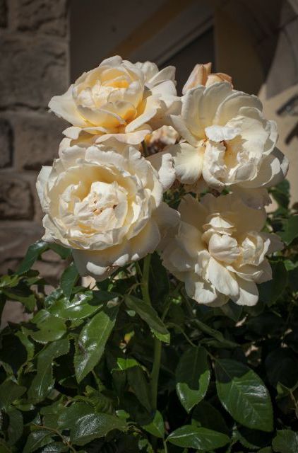 Seniorenresidenz Am Obernberg GmbH & Co. KG Haus