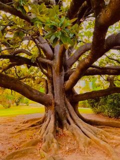 Grand arbre aux racines apparentes et aux larges branches dans un cadre ensoleillé ressemblant à un parc
