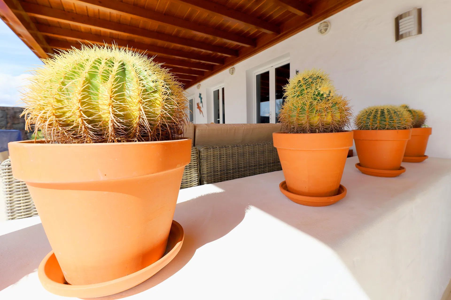 Cactus plants in terracotta pots on a white ledge with a wooden beam ceiling. Villa Salvo | Los Mojones | Puerto del Carmen | Lanzarote.
