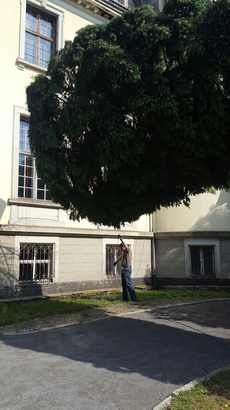 Riedrich Greenery and Landscaping