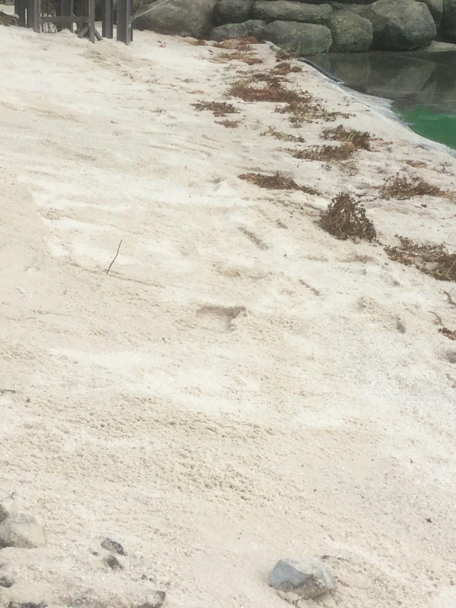 Riedrich Greenery and Landscaping