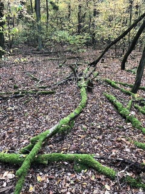 Riedrich Greenery and Landscaping