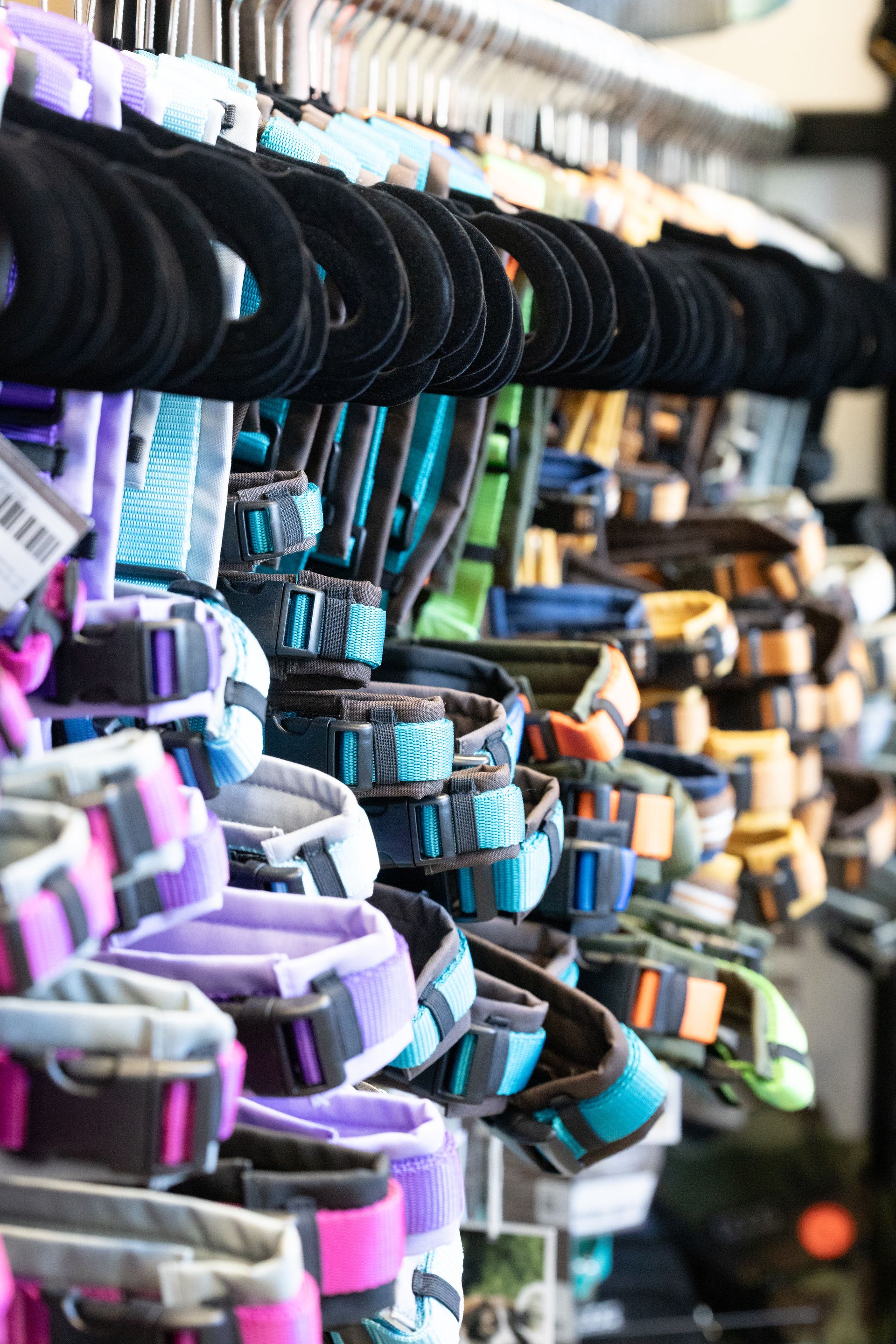 Bunte Hundehalsbänder und Leinen – Zubehör für Hunde bei Hundsverruckt Hundenladen