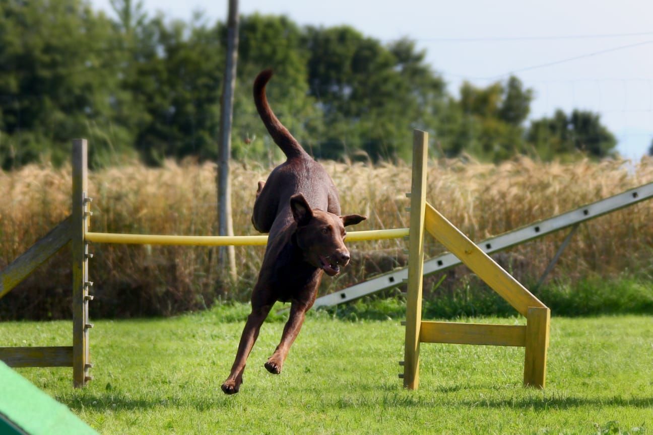 Hund springt über Hürde auf der Wiese – aktive Hunde und Training bei Hundsverruckt Hundenladen
