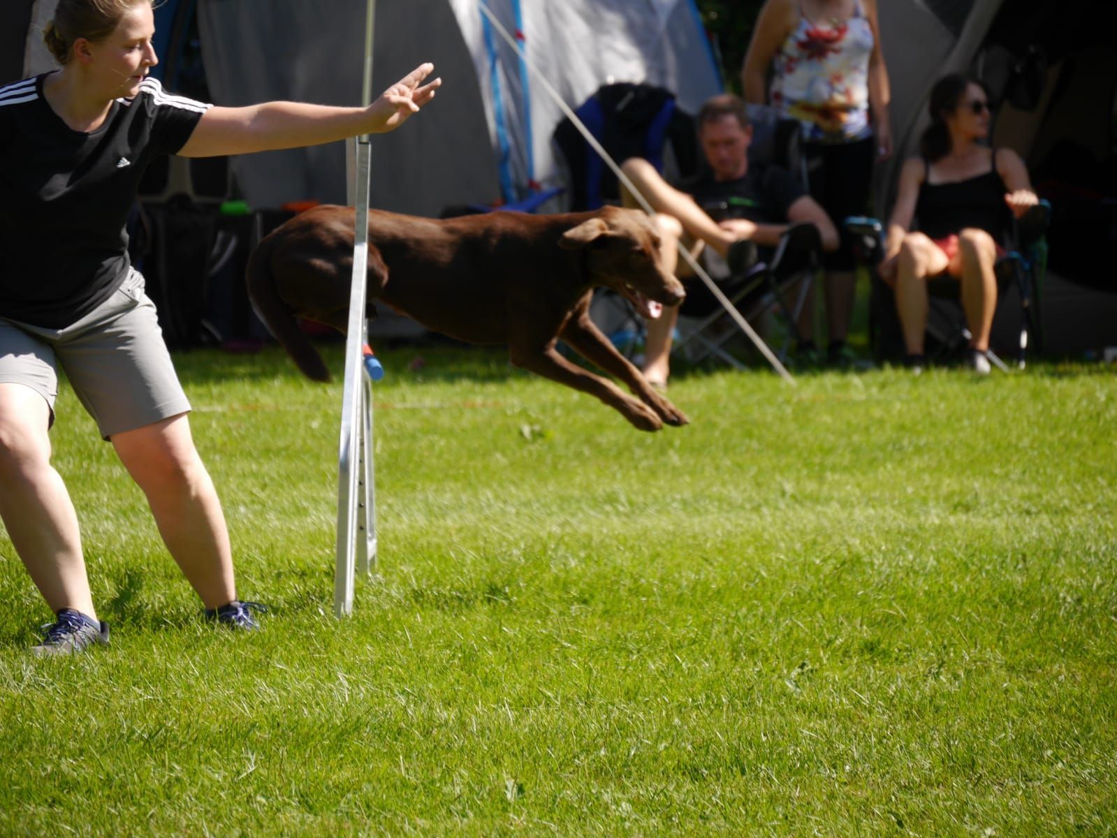 Hund beim Agility-Training auf der Wiese – aktiver Hundesport mit Motivation
