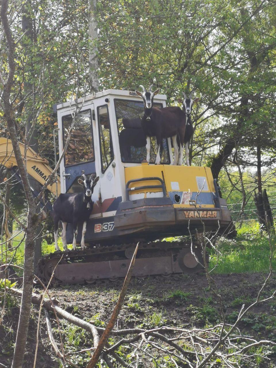 Bagger Leuenberger Tiefbau AG