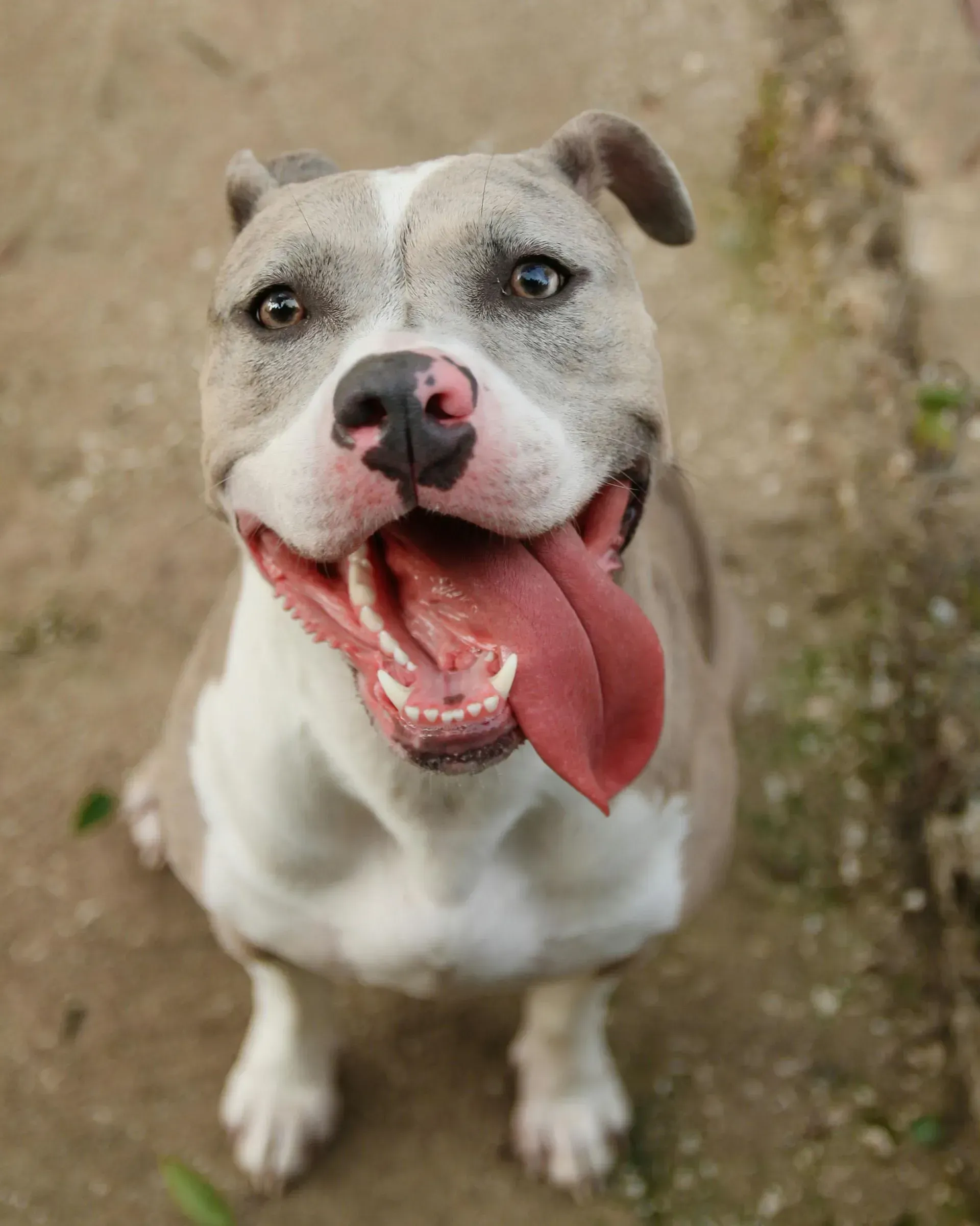 Un perro pitbull de pelaje gris y blanco jadea con la lengua roja, mirando hacia la cámara.