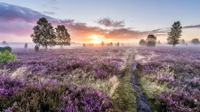 Die Lüneburger Heide – Lieblingsorte rund um Undeloh