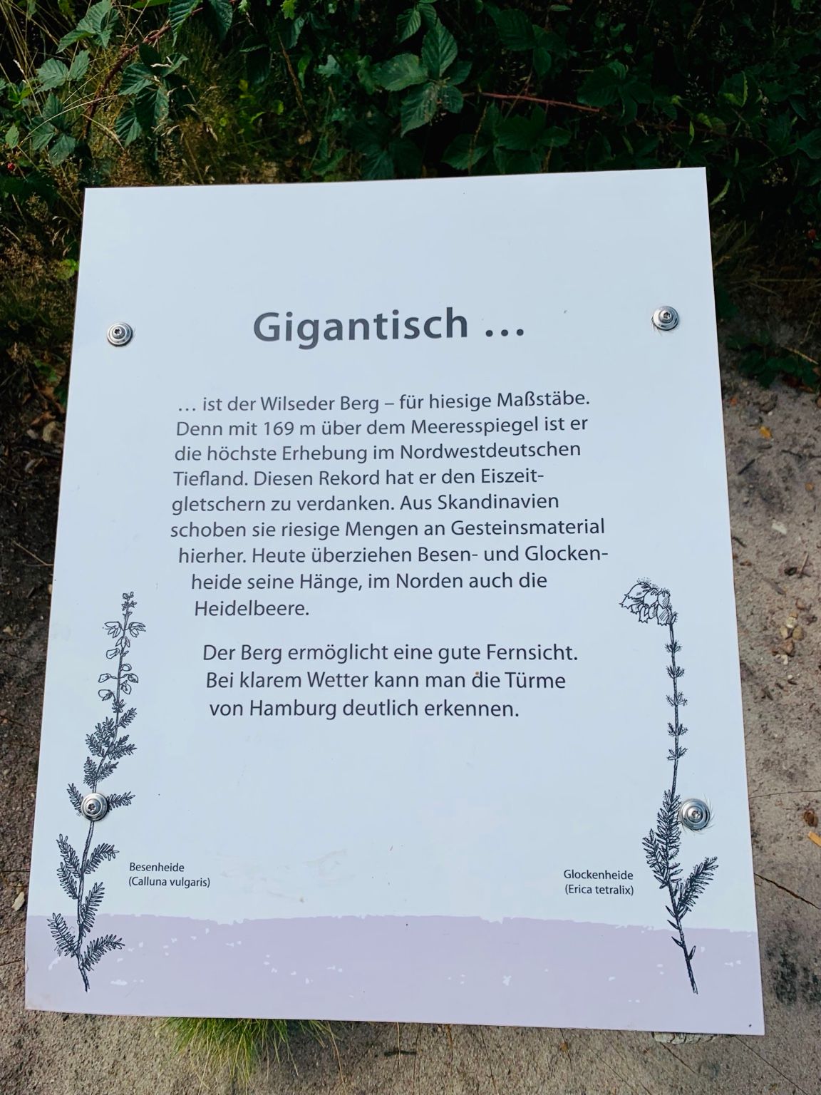 Wilseder Berg dans la lande de Lunebourg