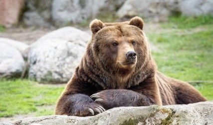 Tiere im Wildpark Lüneburger Heide