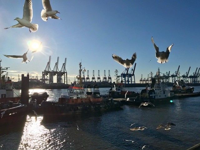Elbphilharmonie in Hamburg am Hafen