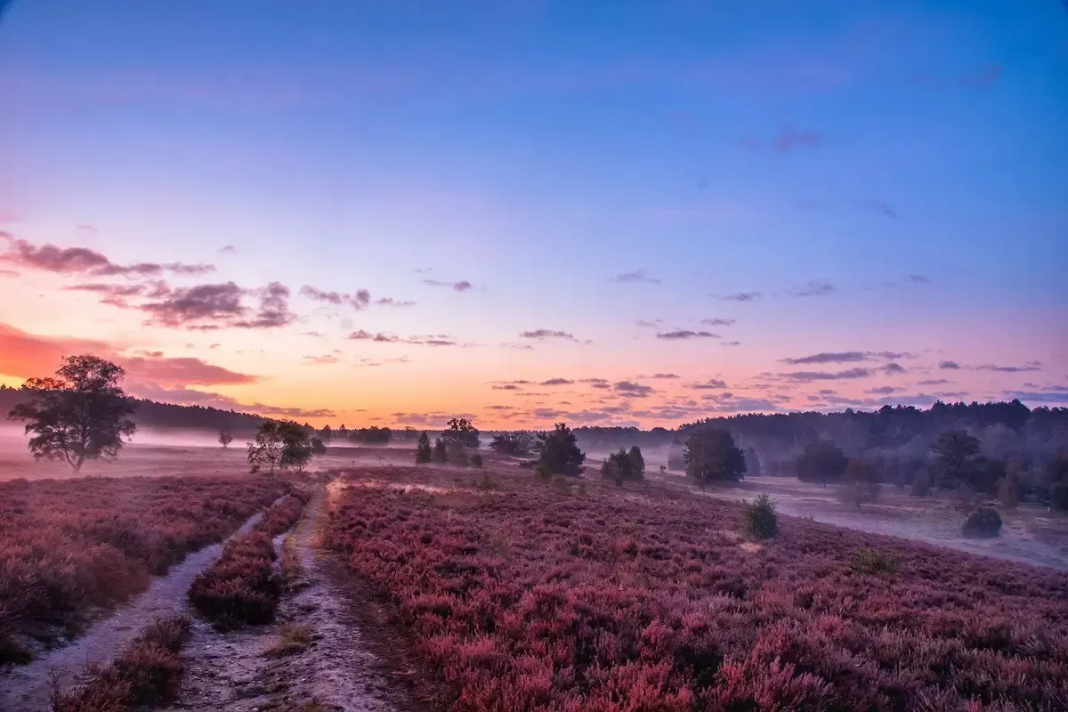 Heidelandschaft in der Lüneburger Heide