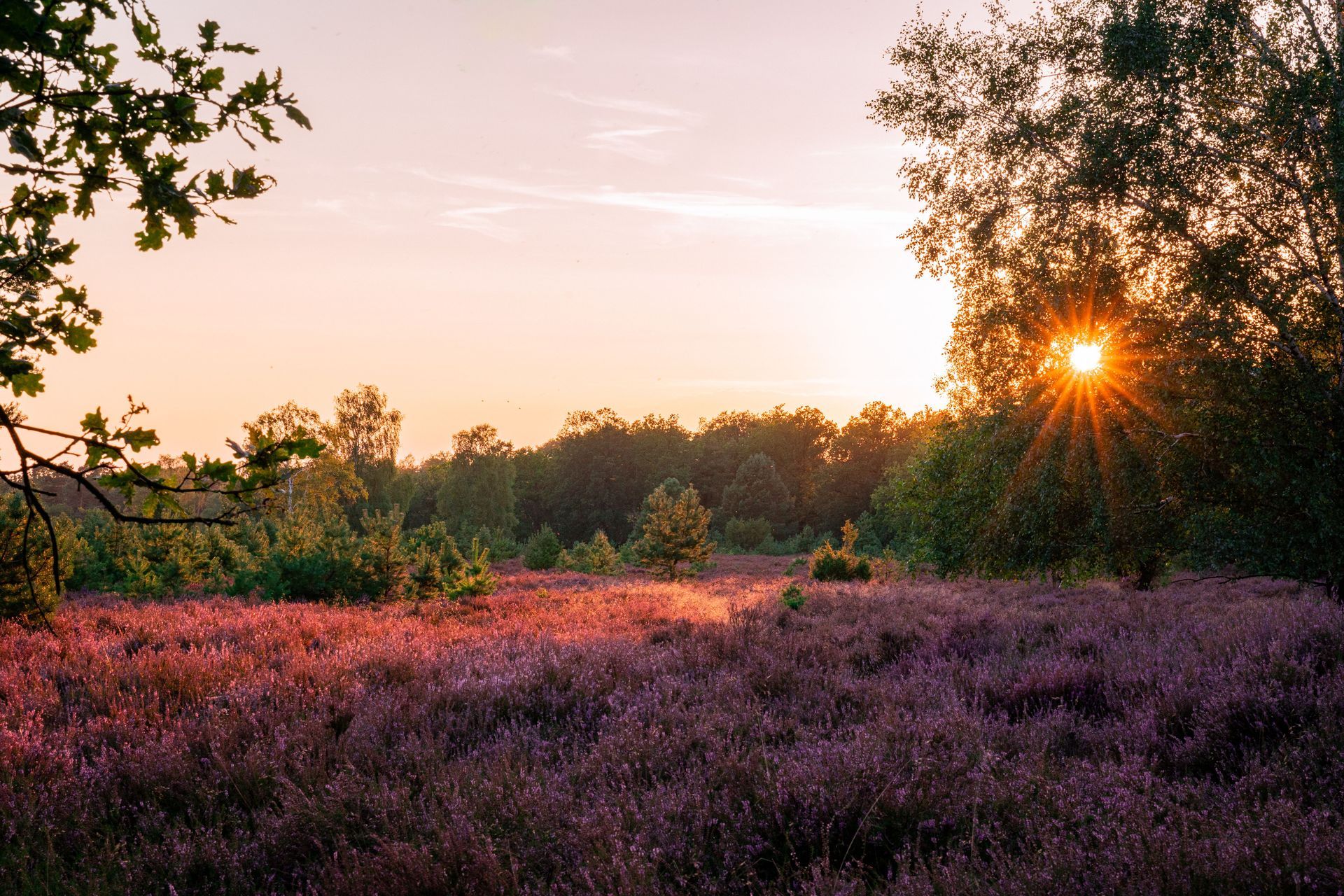 Weite Heidelandschaft bei Sonnenuntergang