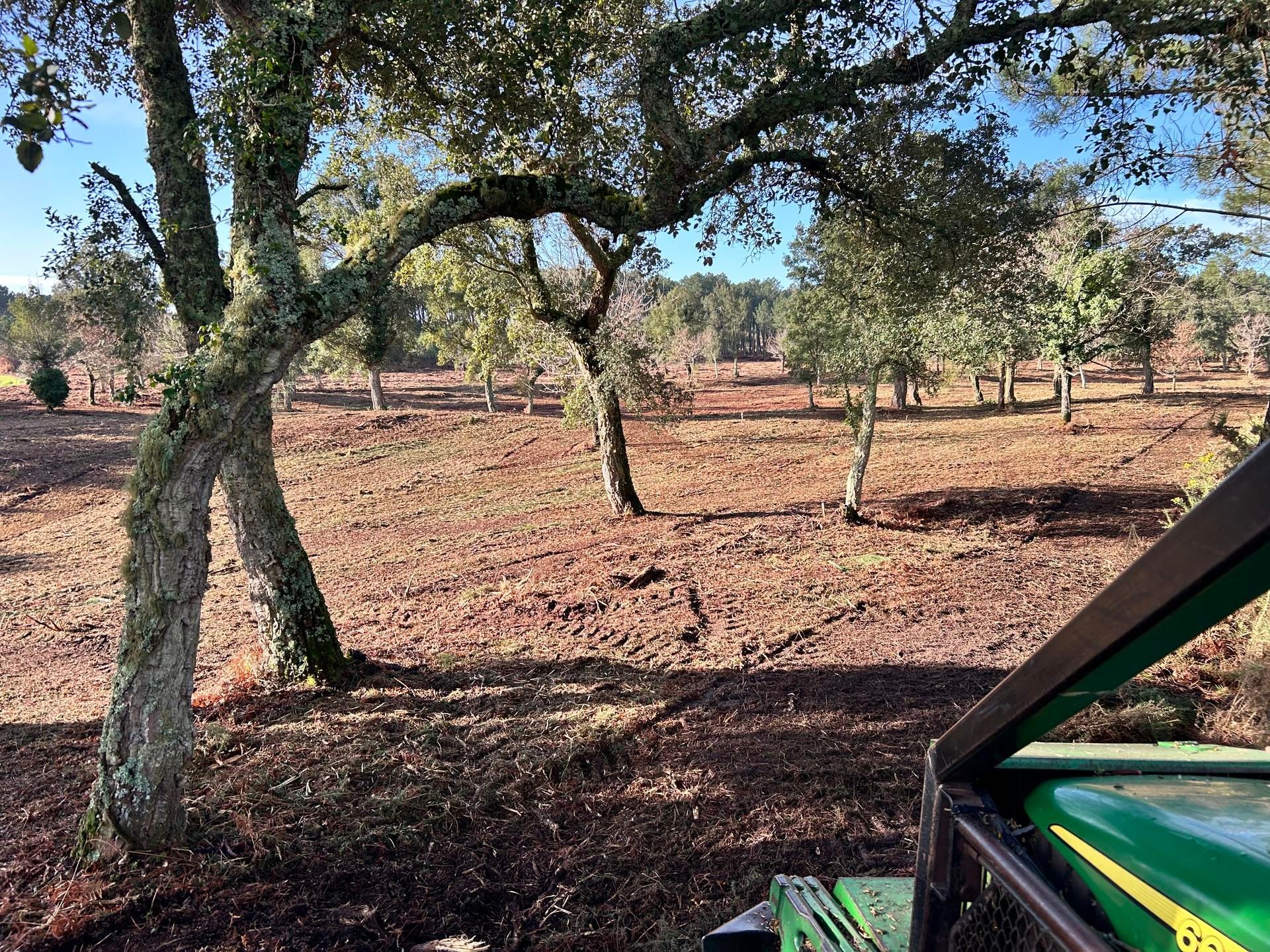 Bosquet feuillu aux arbres tortueux et au sol aride, avec une machine verte et noire sur le bord droit.
