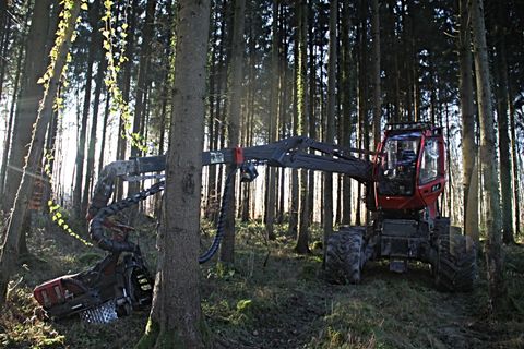 Machine forestière rouge abattant des arbres dans une forêt ensoleillée