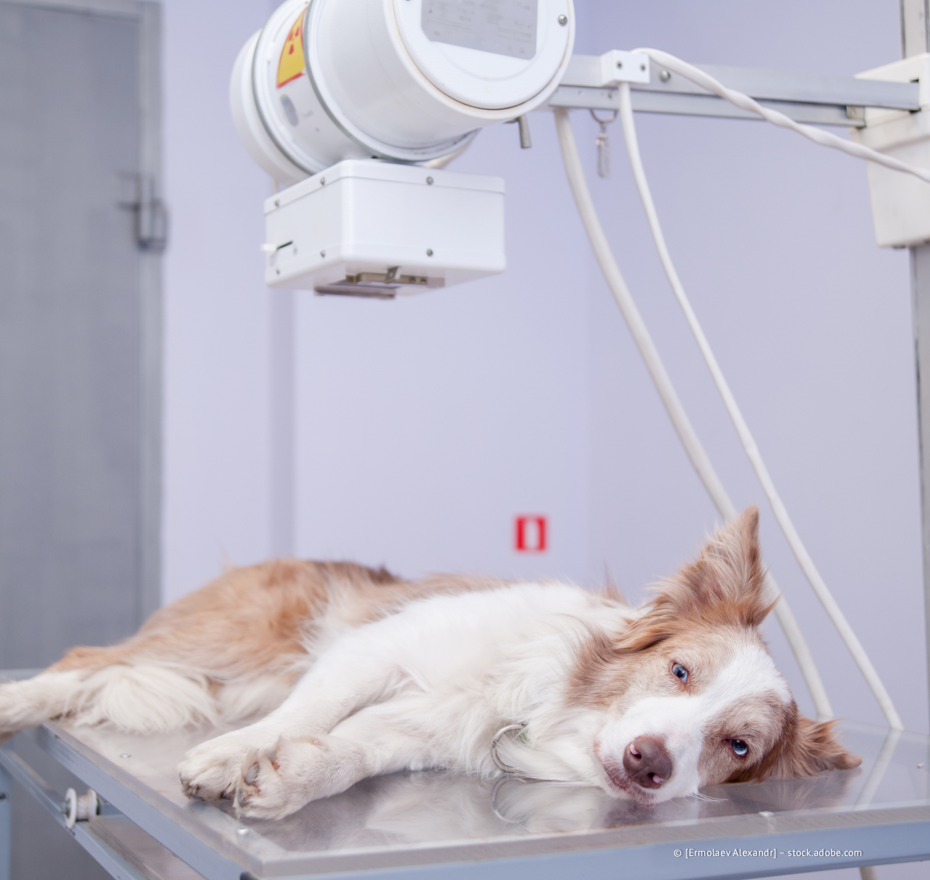 Kleintierpraxis im Neckargarten - Hund liegt für eine Röntgenaufnahme auf einem Röntgentisch