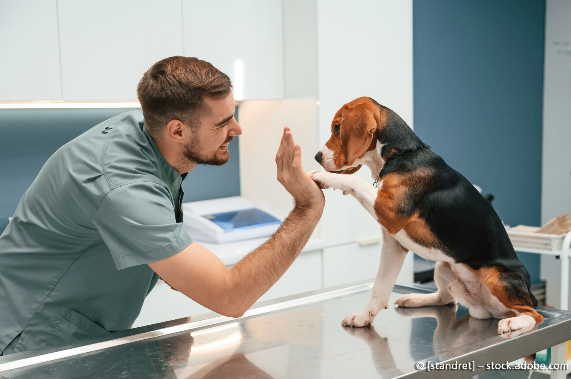 Kleintierpraxis im Neckargarten - Hund auf Behandlungstisch beim Tierarzt reicht männlichem Tierarzt die Pfote