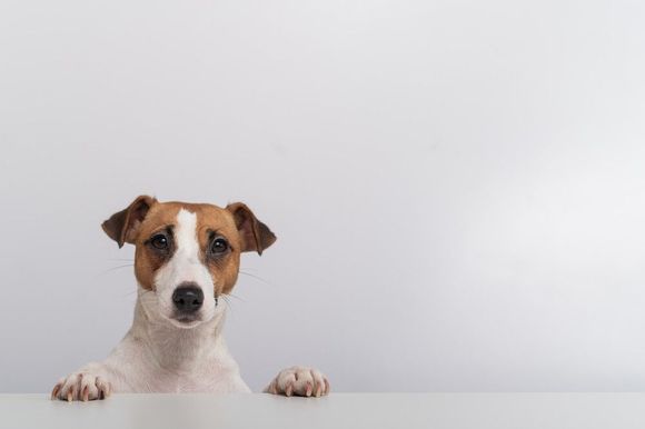 Un perro marrón y blanco se asoma por encima de una mesa blanca.