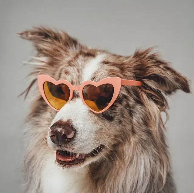 Un primer plano de un perro que lleva gafas de sol en forma de corazón.