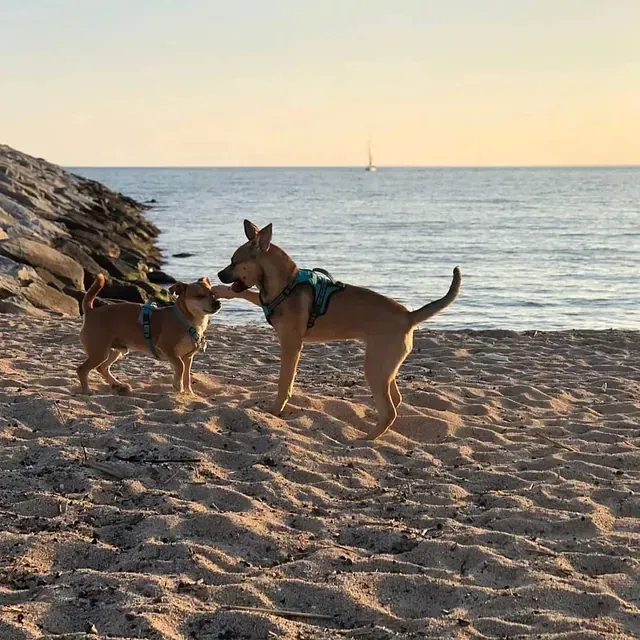 Dos perros están jugando en una playa de arena cerca del océano.