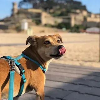 Un perro marrón que lleva un arnés y una correa azules se lame la nariz.