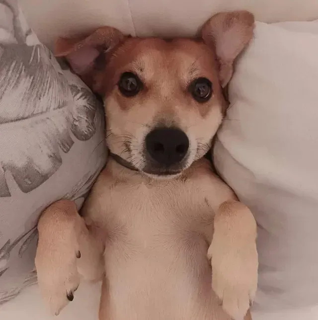 Un perro pequeño está acostado boca arriba en una cama al lado de una almohada.