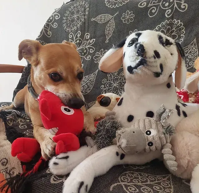 Un perro dálmata sostiene un animal de peluche en su boca.