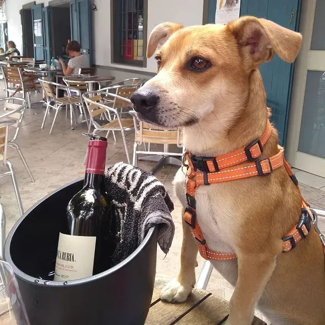 Un perro está sentado junto a un cubo de vino.