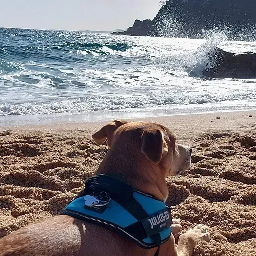 Un perro que lleva un arnés azul está tumbado en la playa.