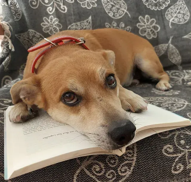 Un perro con un collar rojo está acostado encima de un libro abierto.