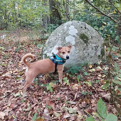 Un perro pequeño que lleva un arnés está parado junto a una gran roca en el bosque.