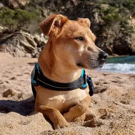 Un perro marrón está acostado en la arena de una playa.