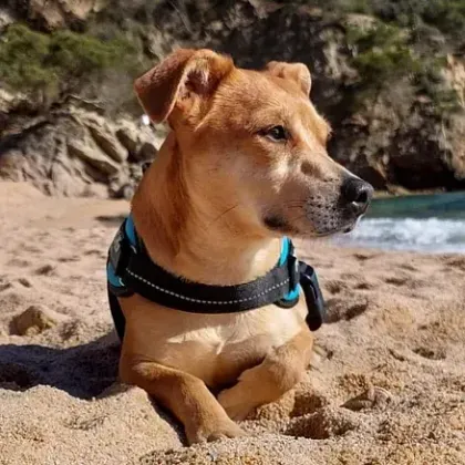 Un perro marrón está acostado en la arena de una playa.