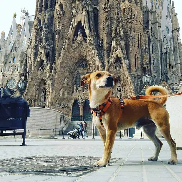 Un perro marrón parado frente a un gran edificio.