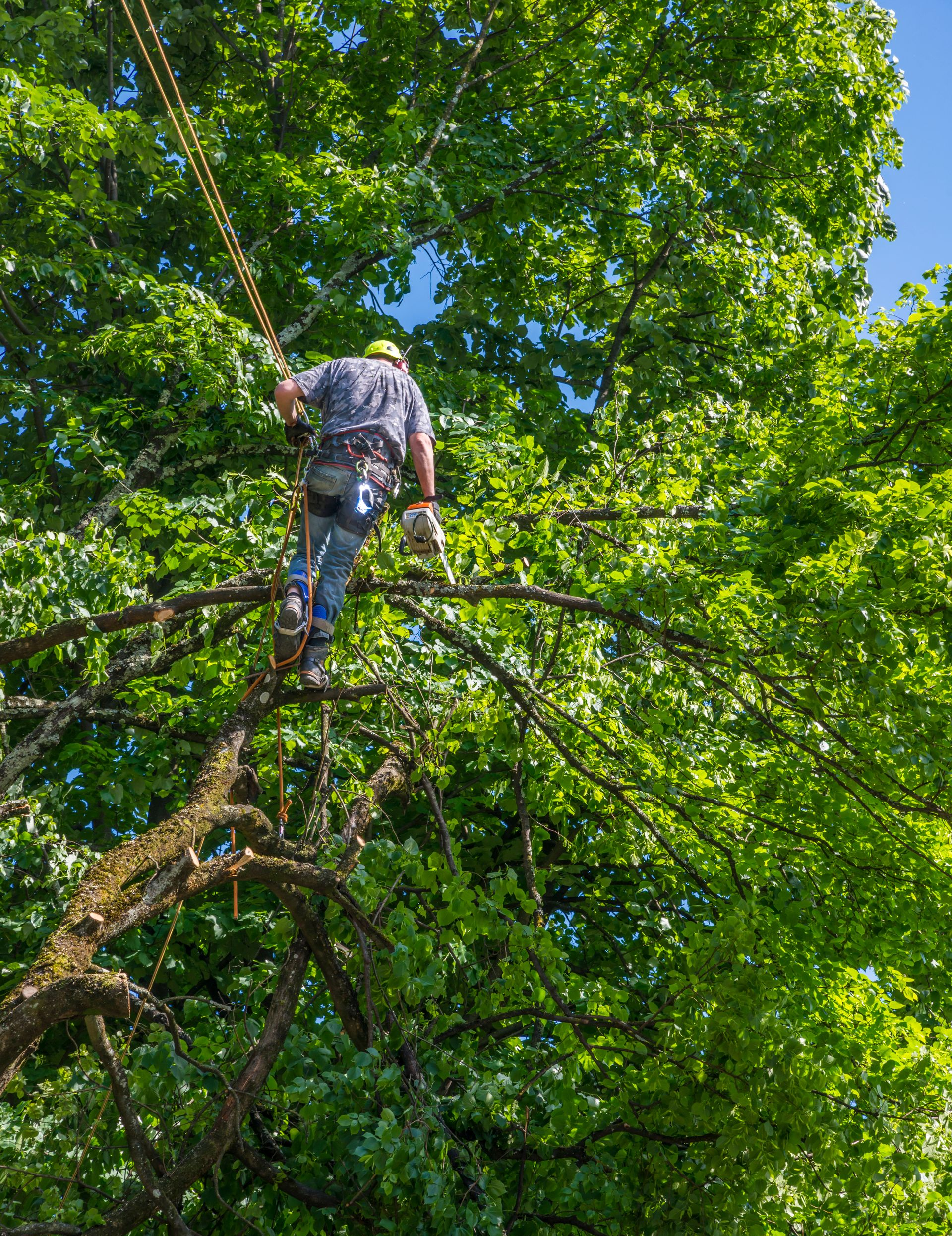 Arboriste taillant un arbre, sécurisé par des cordes, entouré de feuilles vertes et de ciel bleu.