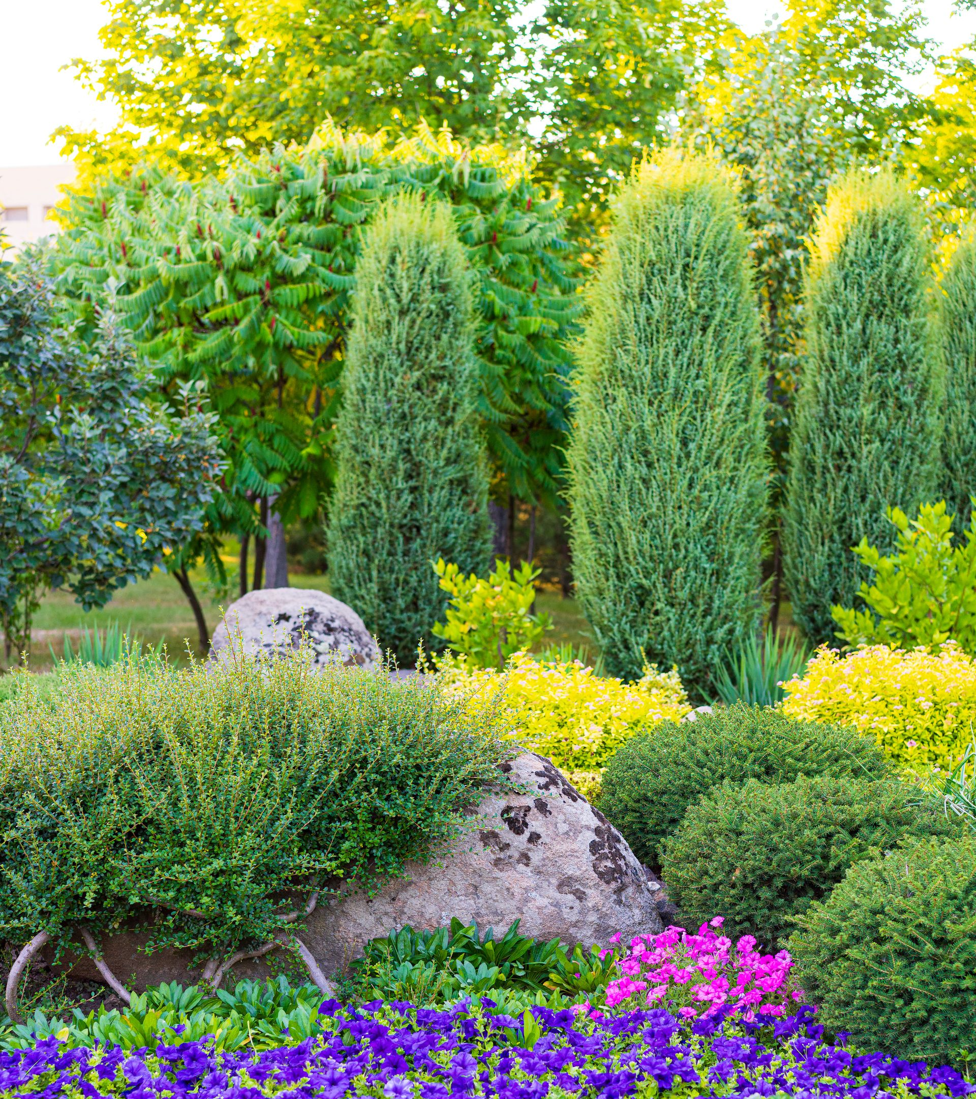 Jardin luxuriant avec des arbustes verts, de grands conifères, de gros rochers et des fleurs violettes et jaunes éclatantes.