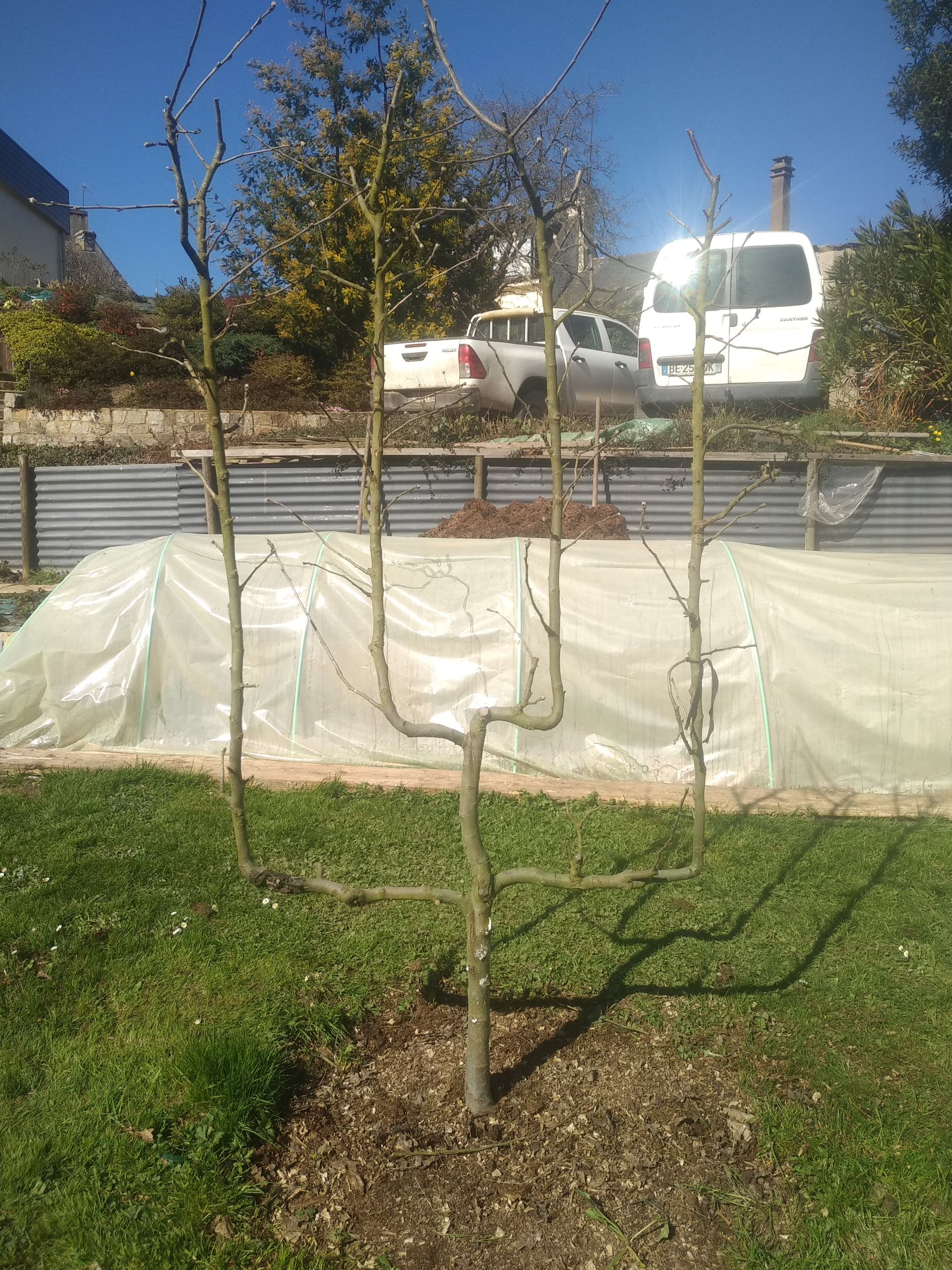 Un arbuste planté dans un jardin