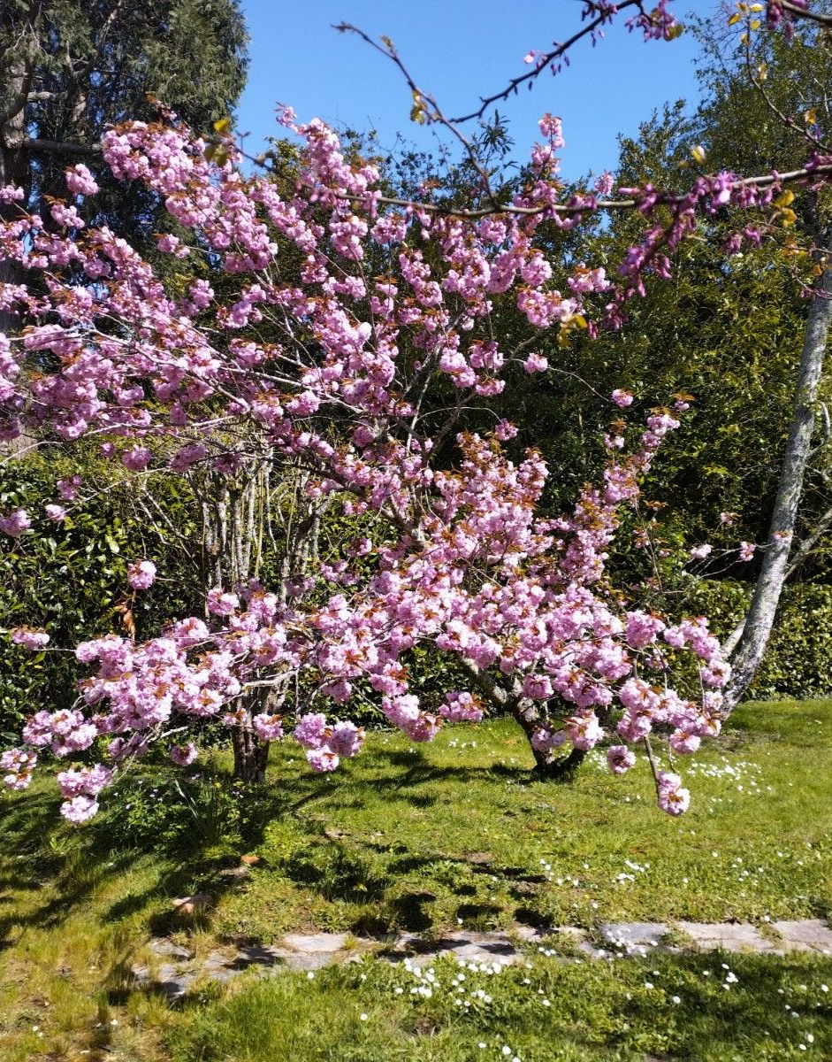 Tondeuse à gazon sur une pelouse verte, cordon d'alimentation serpentant sur l'herbe, jardin avec des fleurs en arrière-plan.