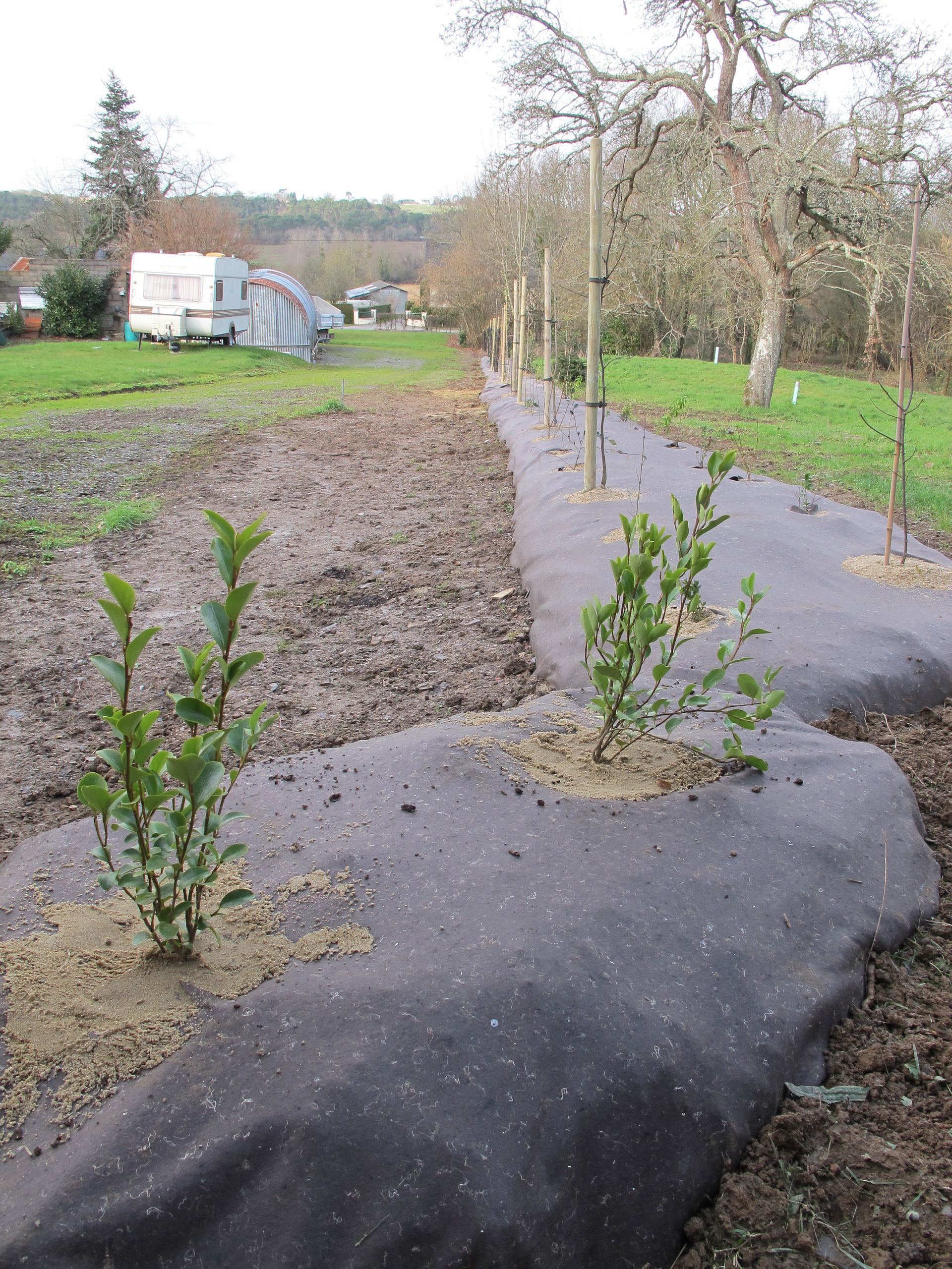 Un homme utilise un coupe-bordures, portant un équipement de sécurité, dans une cour herbeuse près d'une cabane en rondins.