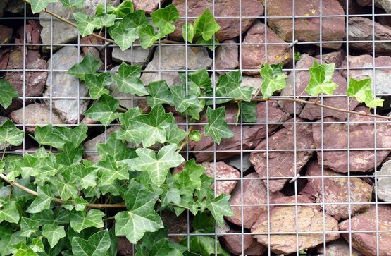 Steinmauer gefüllt – V. Braun Gartenbau / Gartenpflege / Natursteinarbeiten