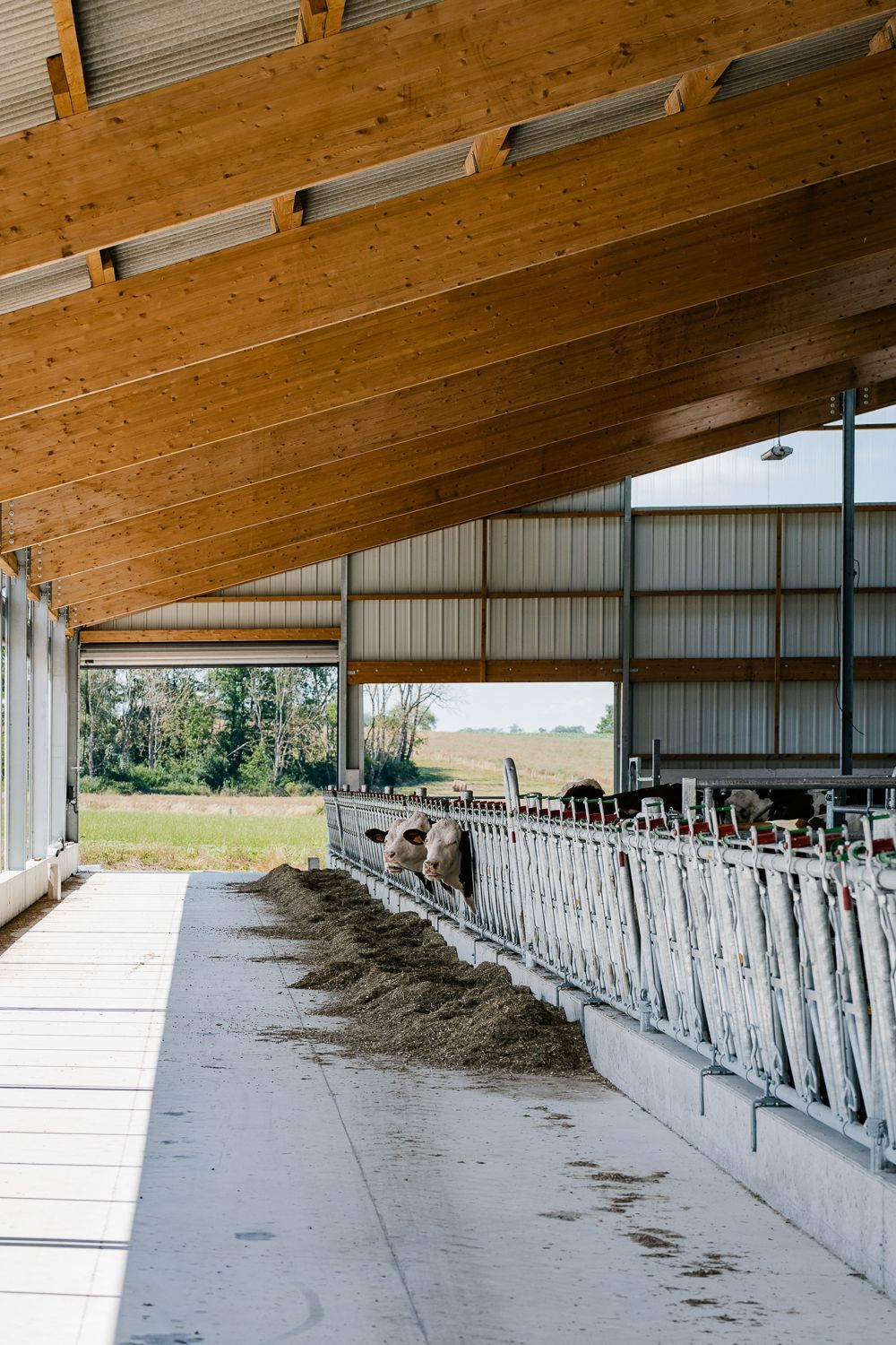 Vaches mangeant du foin dans une grange moderne avec un toit en poutres de bois