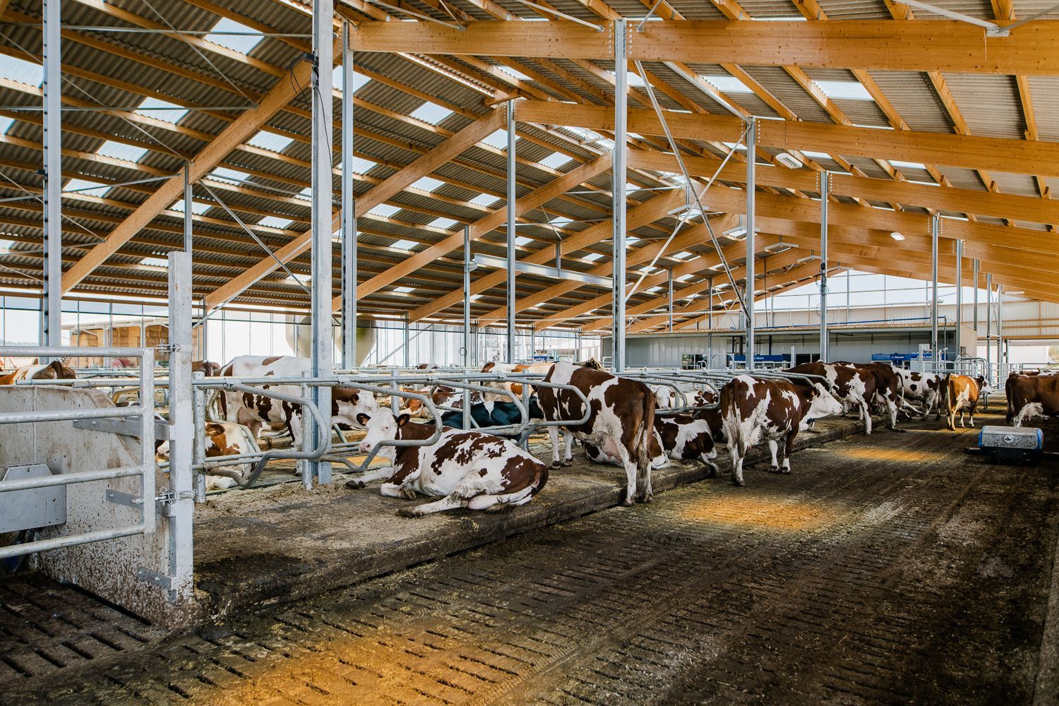 Vaches dans une étable