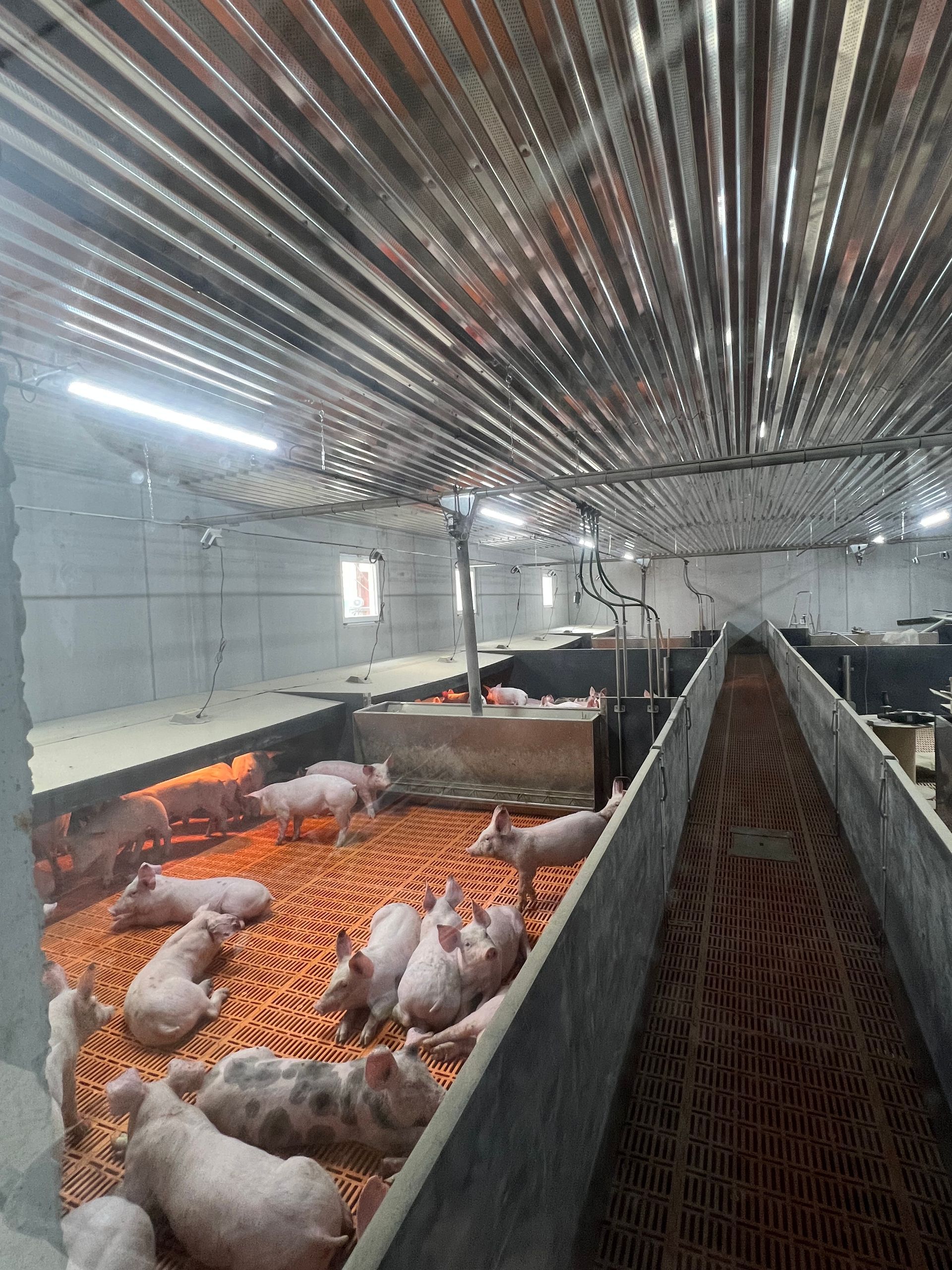 Porcs dans une porcherie moderne avec sol orange, murs gris et plafond en métal