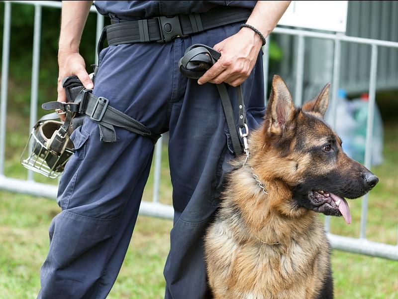 Maitre-chien sécurité
